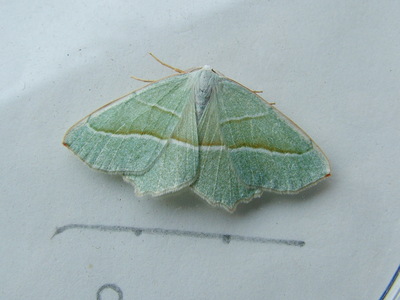 Light Emerald